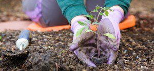 560x260 bigstock-Gardening-26243528